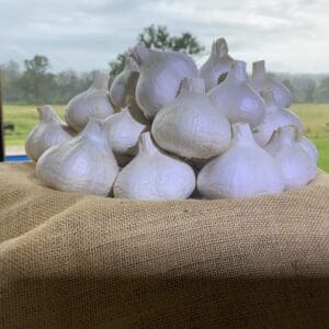 Garlic Bulbs (Russian, Certified Organic)
