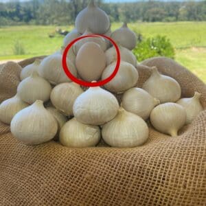 Garlic Cloves Rounds