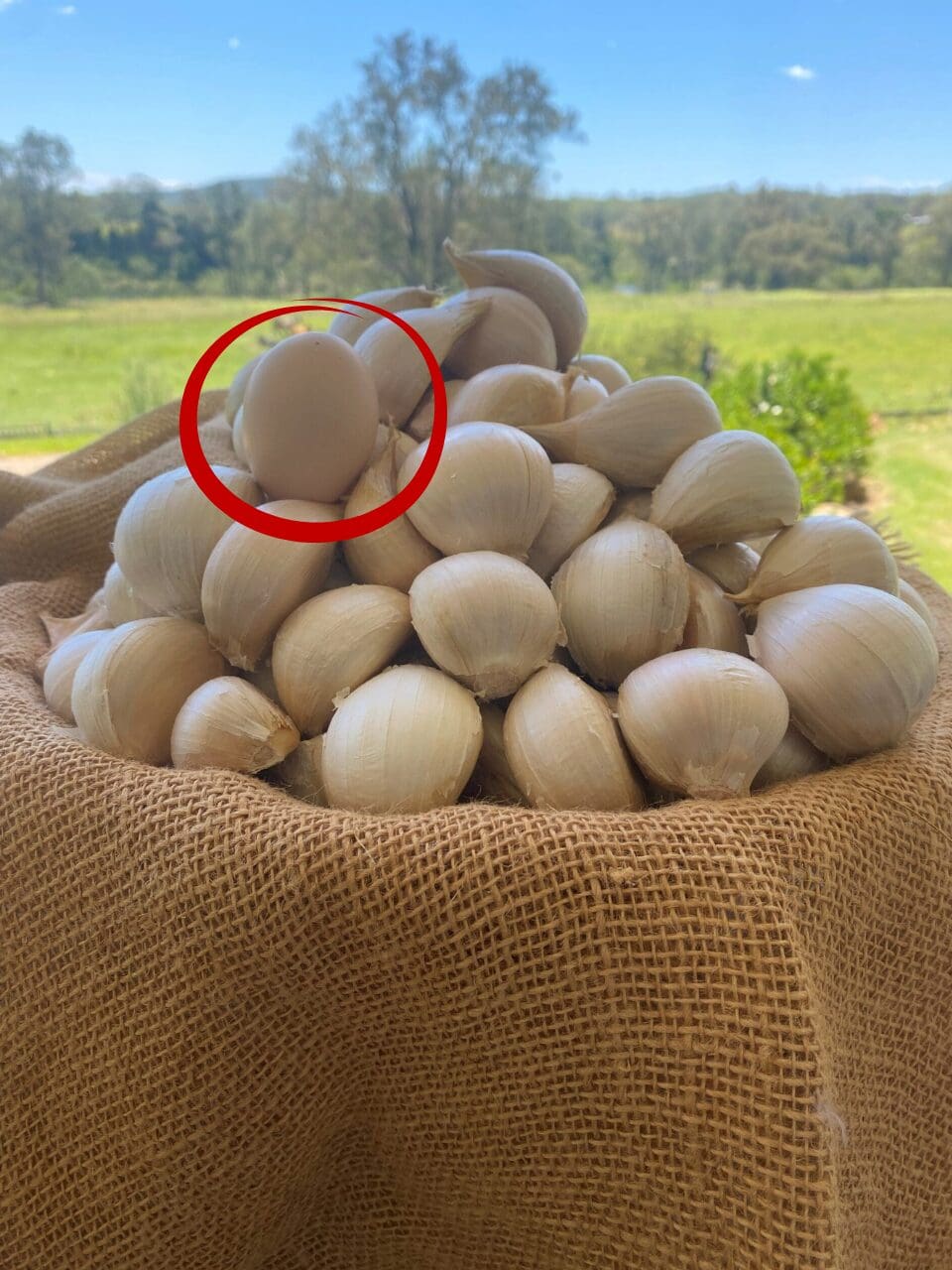 Garlic Cloves (Russian, Certified Organic)